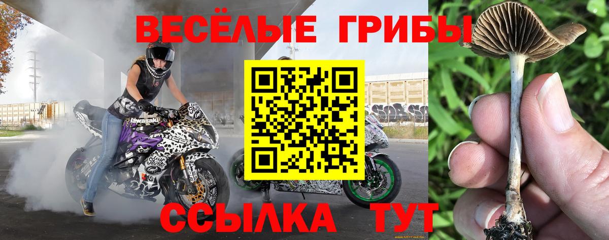 Псилоцибиновые грибы Psilocybine cubensis  Вход с VPN  Галлюциногенные грибы Cubensis  Петропавловск-Камчатский 
